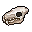 Werebear Skull